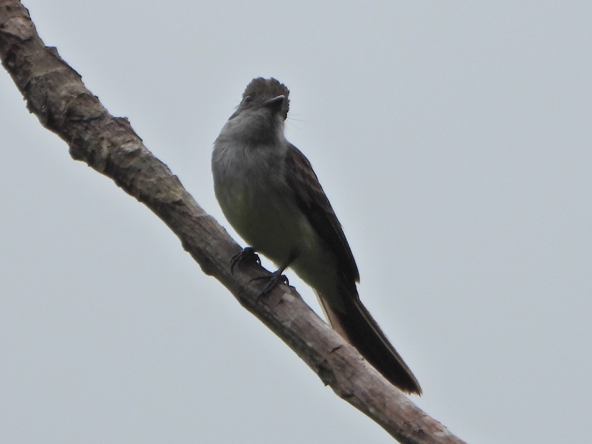 Venezuelan Flycatcher - ML638084190