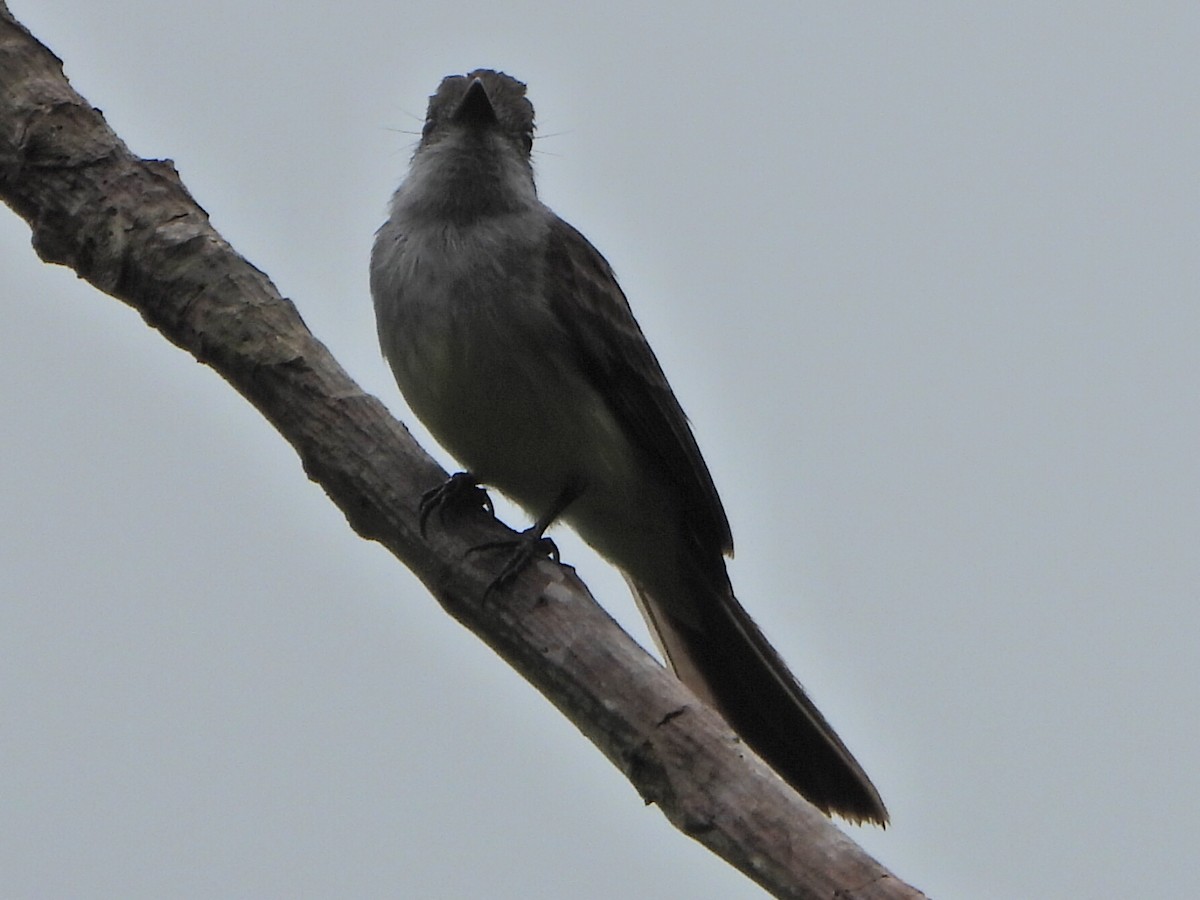 Venezuelan Flycatcher - ML638084191