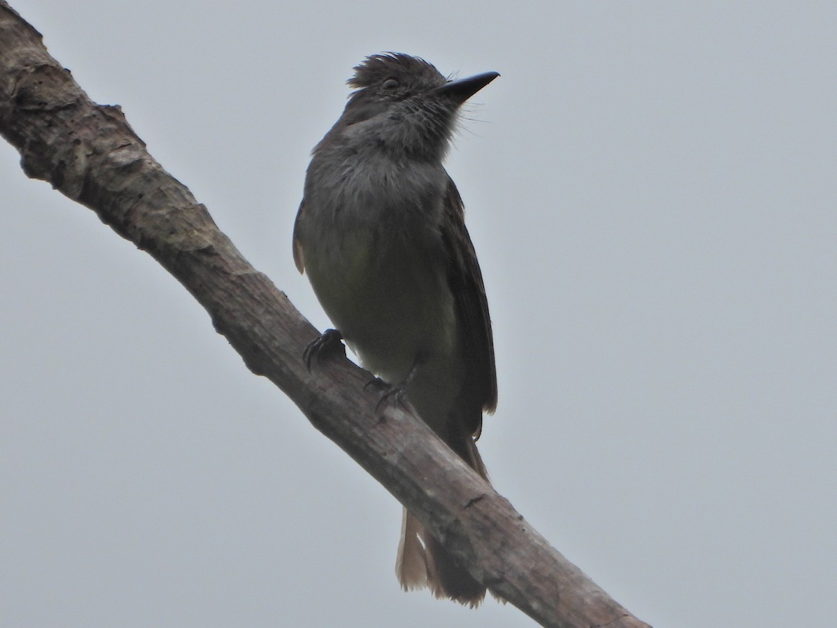 Venezuelan Flycatcher - ML638084193