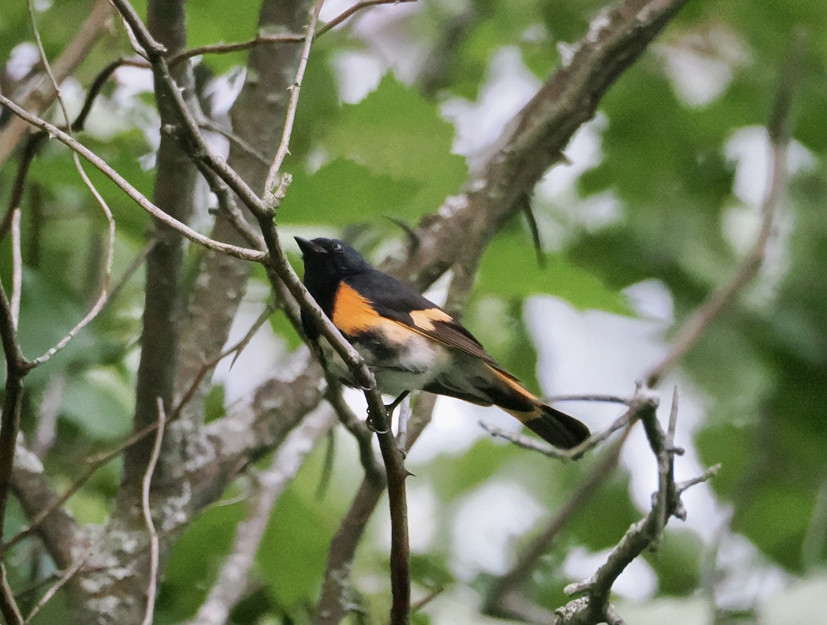 American Redstart - ML638084195