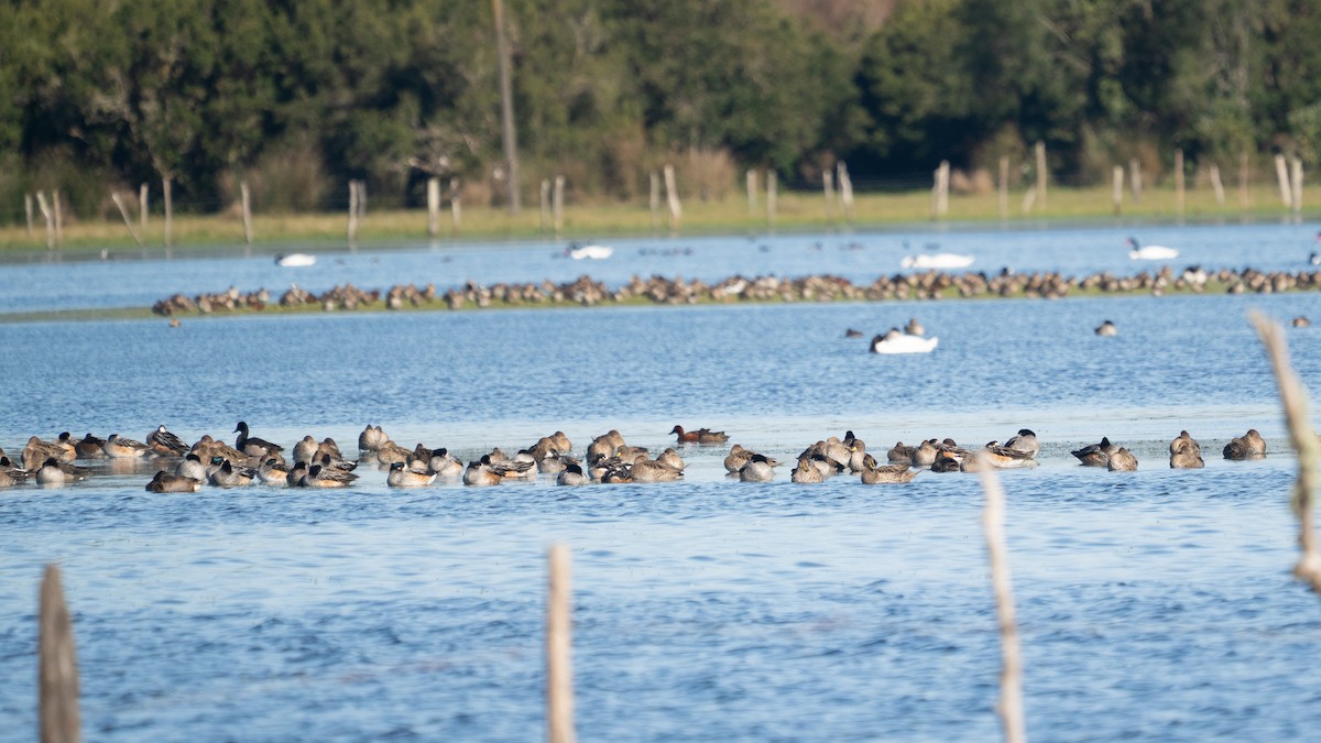 Chiloe Wigeon - ML638084201