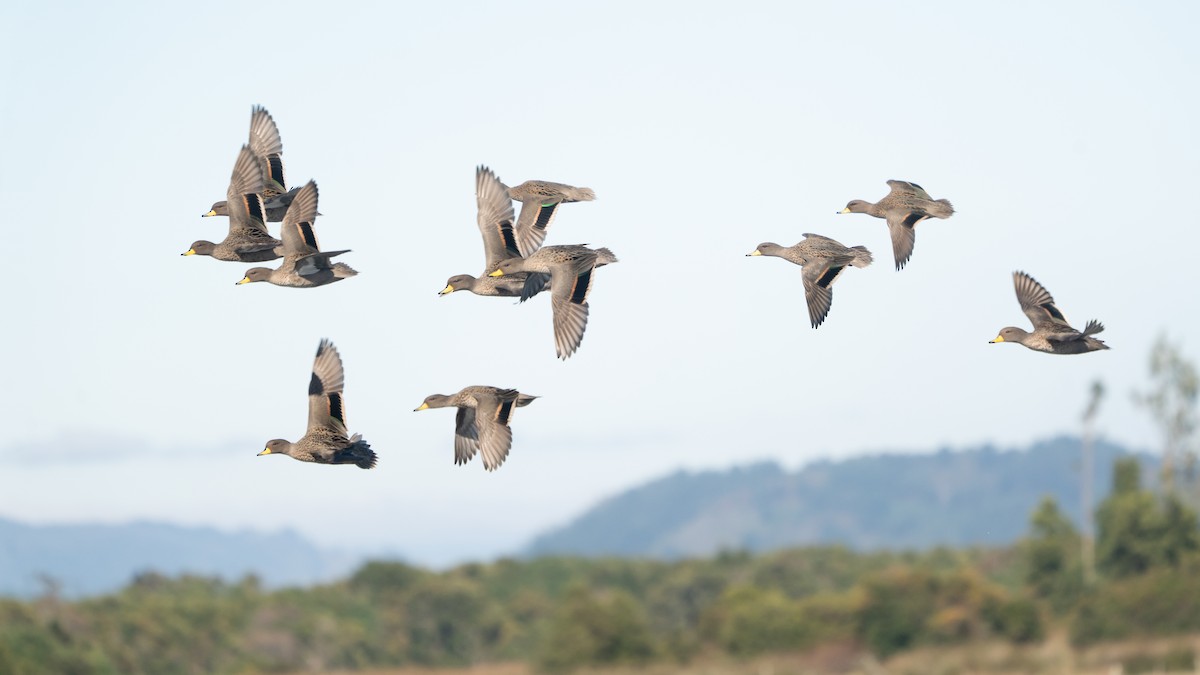 Yellow-billed Teal - ML638084214