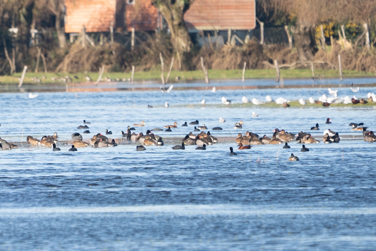 Rosy-billed Pochard - ML638084233