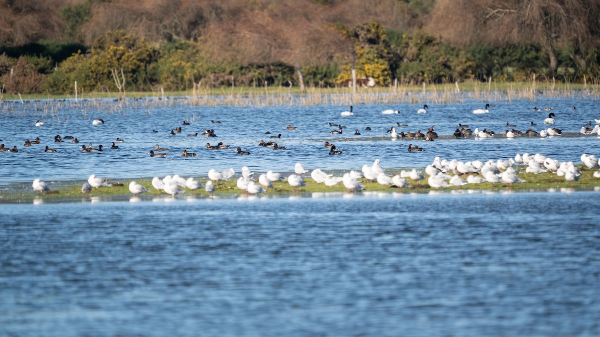 Rosy-billed Pochard - ML638084235