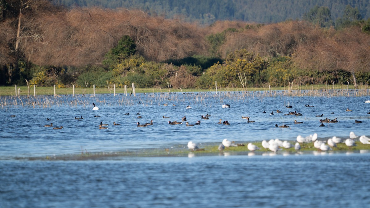 Rosy-billed Pochard - ML638084236