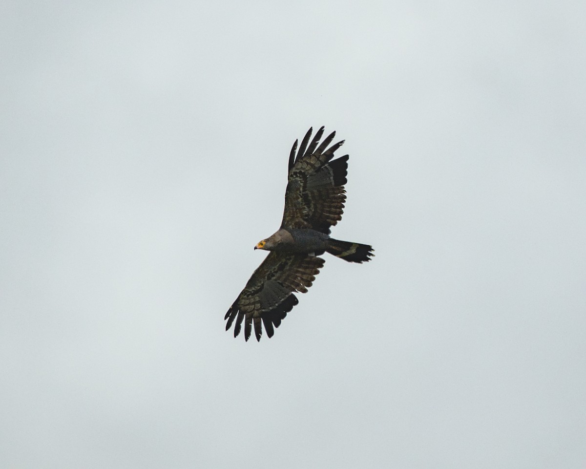 African Harrier-Hawk - ML638084279