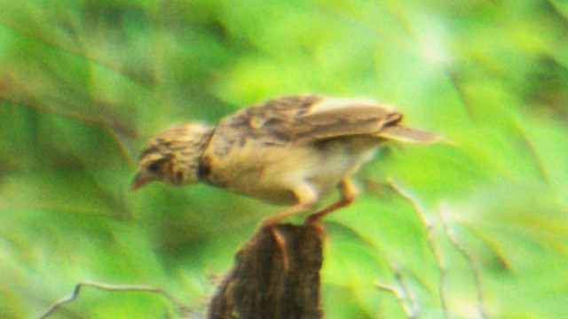 Jerdon's Bushlark - ML638084281