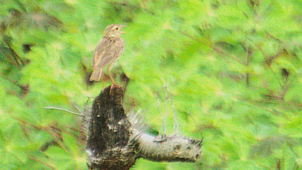 Jerdon's Bushlark - ML638084282