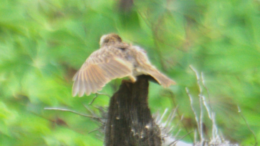 Jerdon's Bushlark - ML638084284
