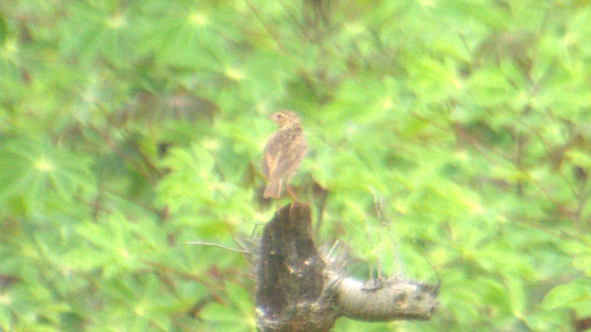 Jerdon's Bushlark - ML638084285