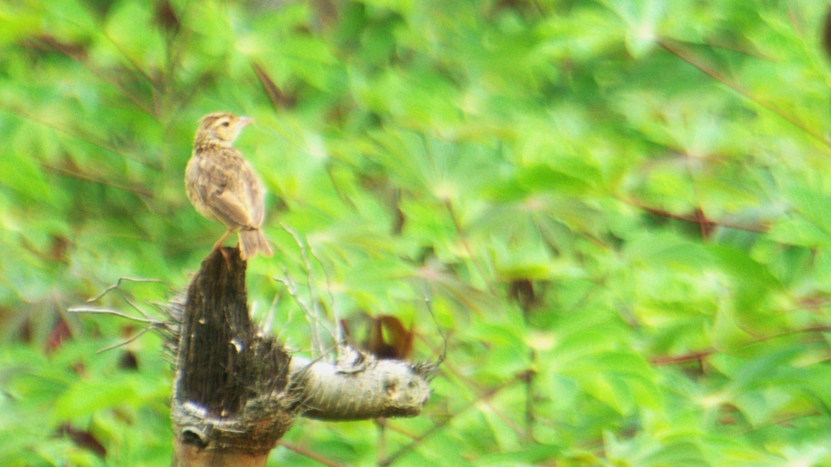 Jerdon's Bushlark - ML638084286