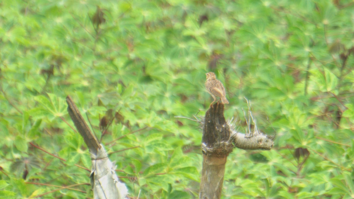 Jerdon's Bushlark - ML638084287