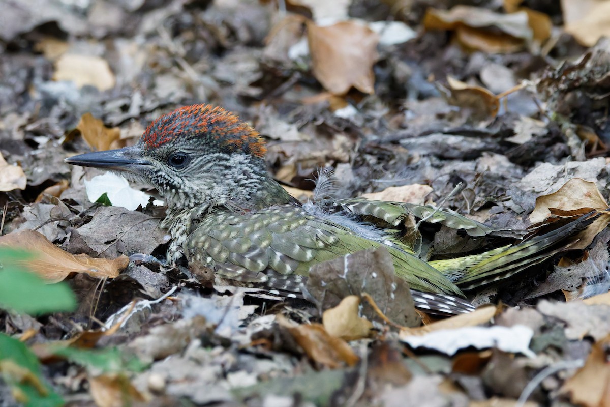 Eurasian Green Woodpecker - ML638084316