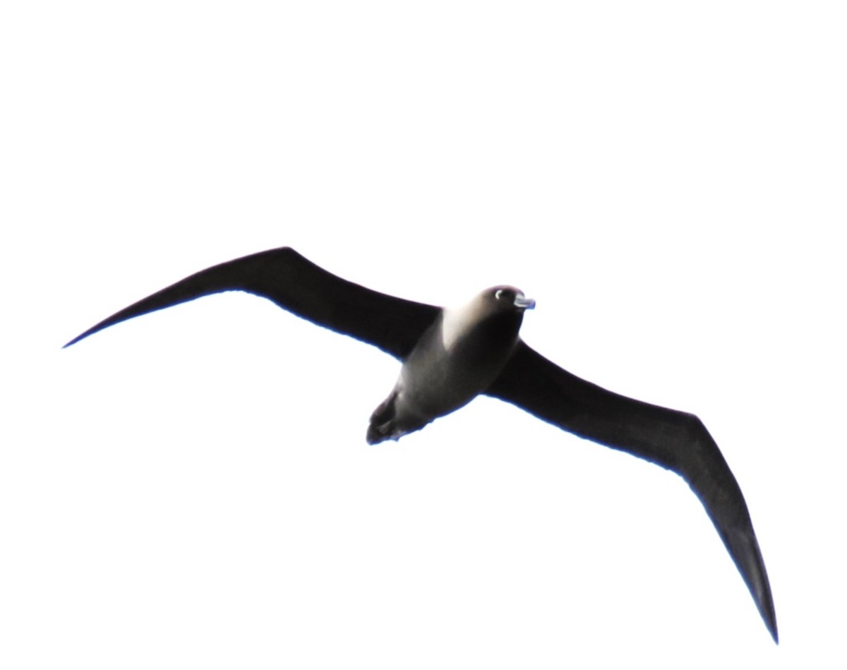 Albatros Tiznado - ML638084369