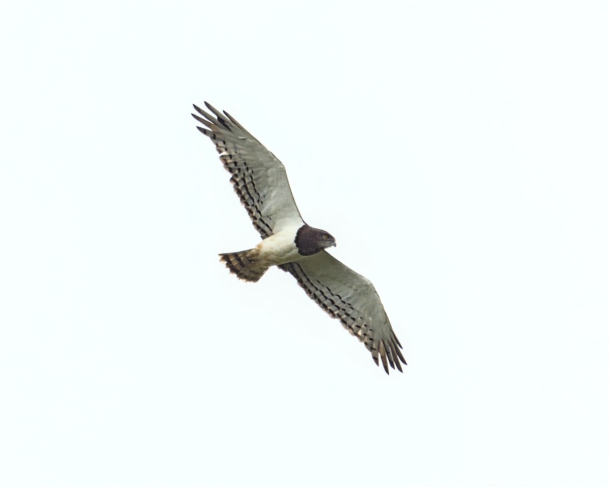 Black-chested Snake-Eagle - ML638084370