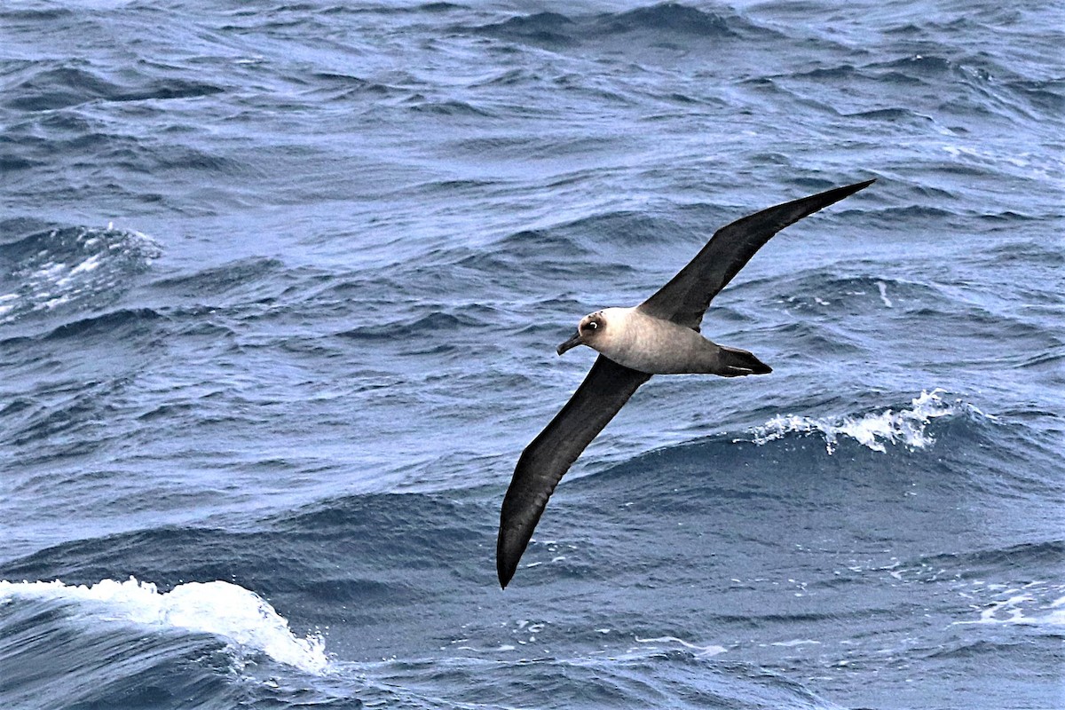 Albatros Tiznado - ML638084373
