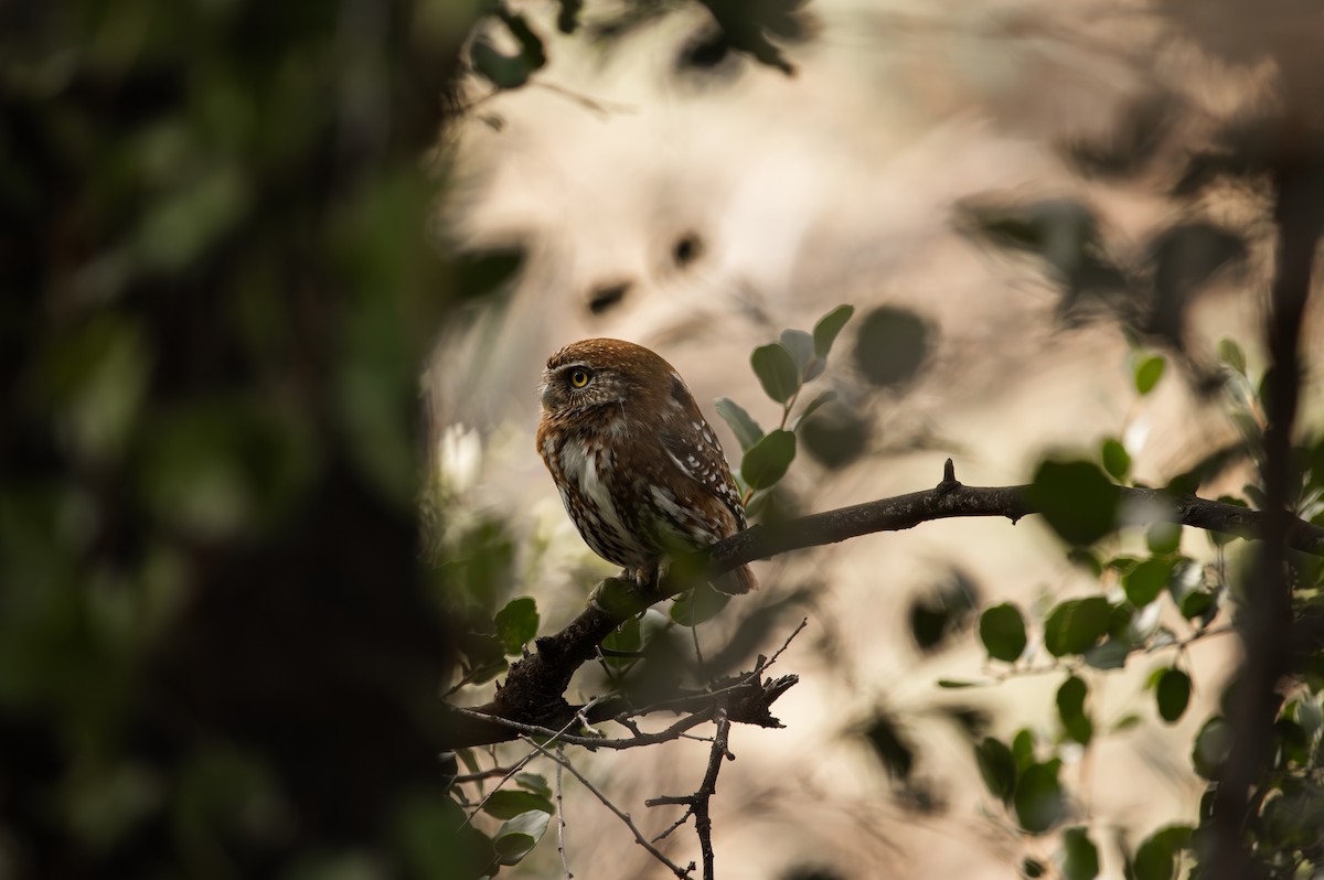Austral Pygmy-Owl - ML638084421