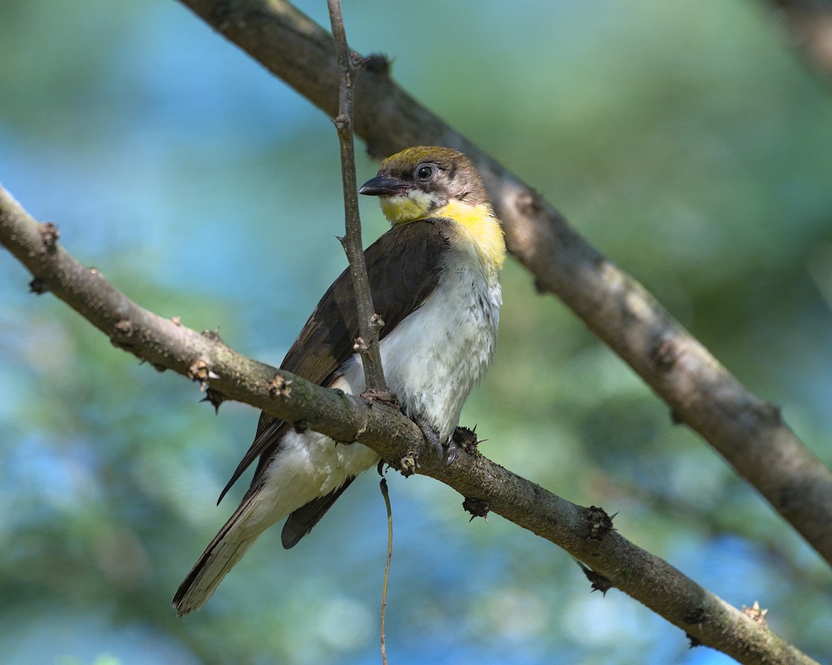 Greater Honeyguide - ML638084422