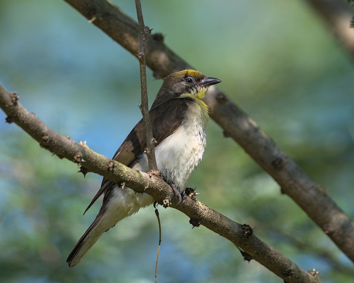 Greater Honeyguide - ML638084423