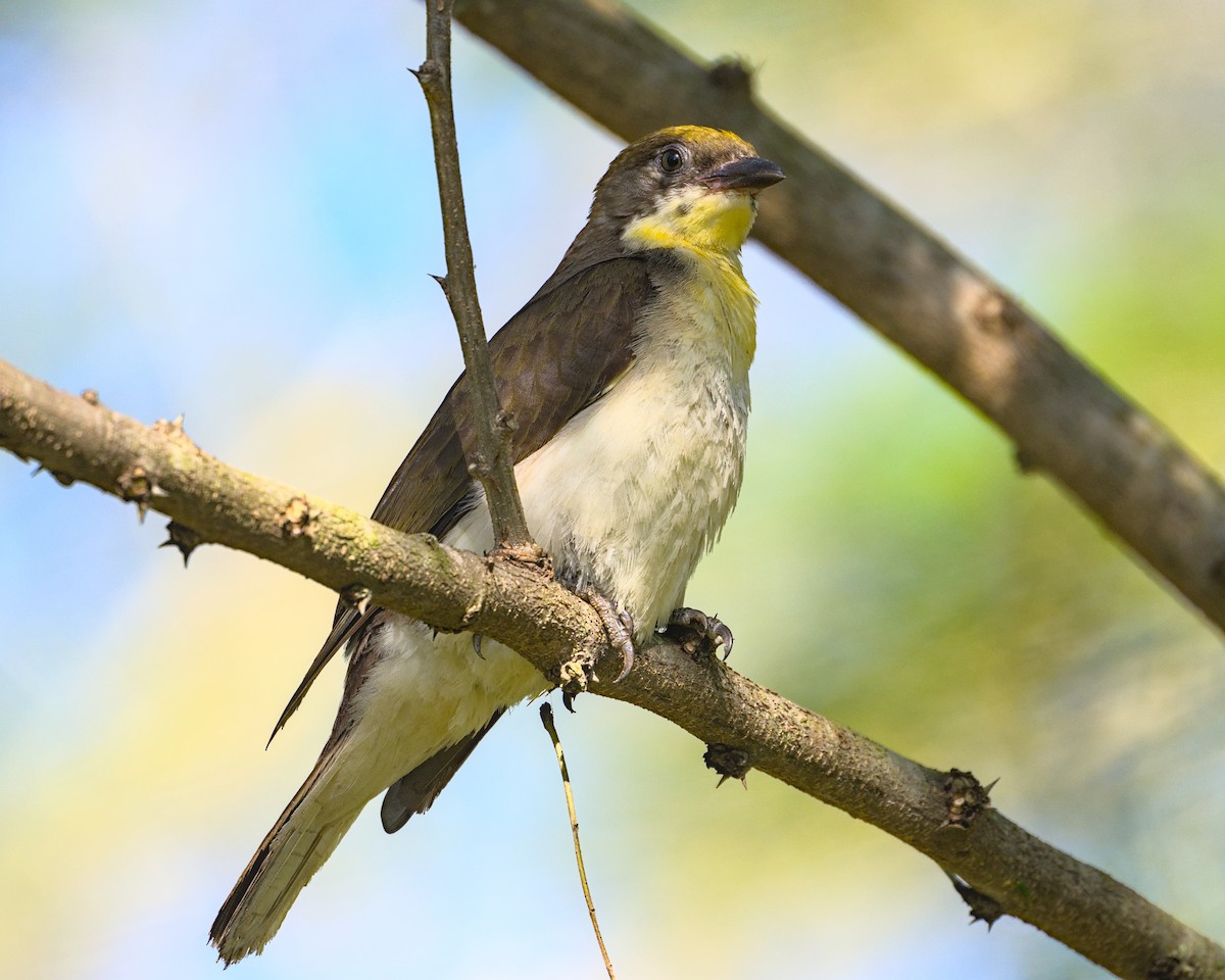 Greater Honeyguide - ML638084424