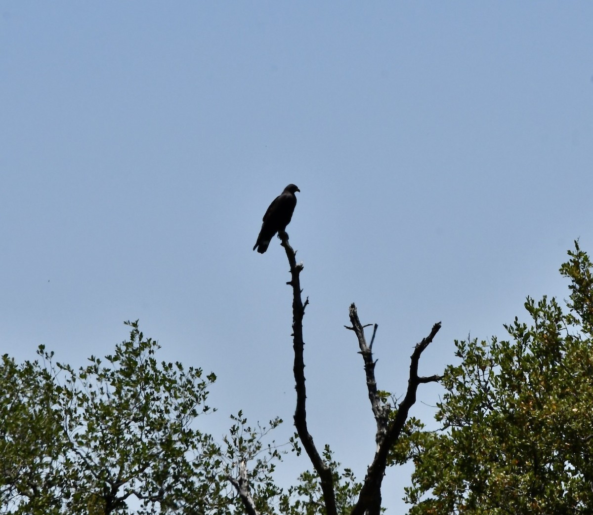 Zone-tailed Hawk - ML638084439