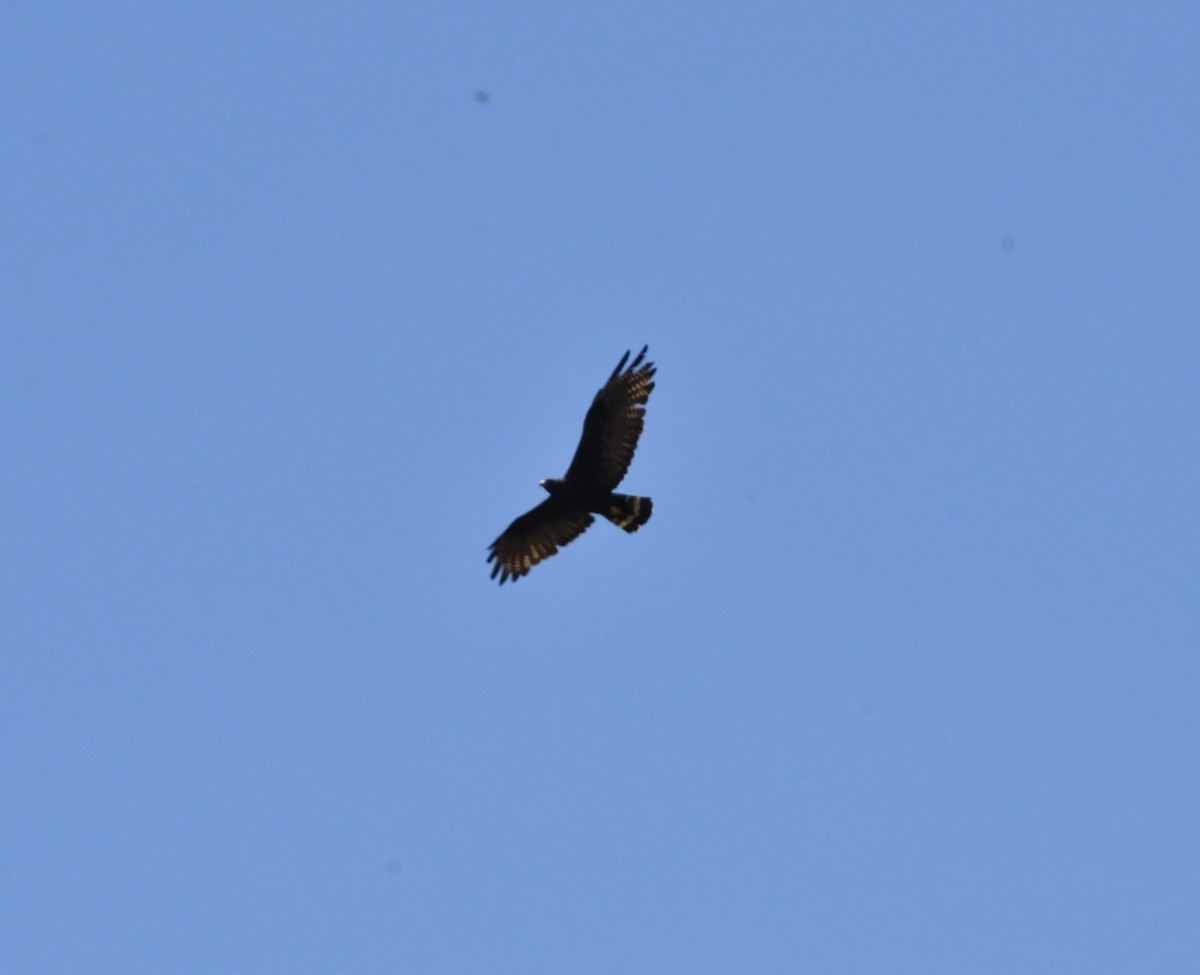 Zone-tailed Hawk - ML638084440
