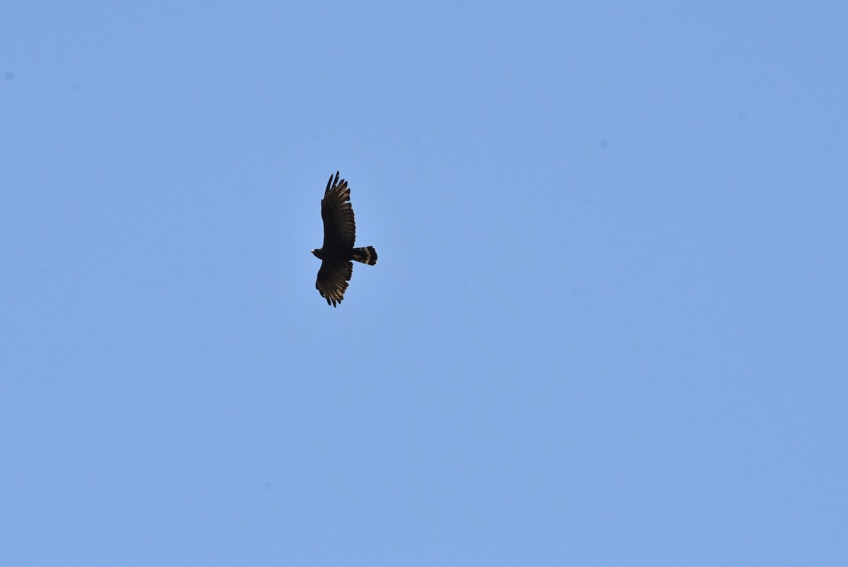 Zone-tailed Hawk - ML638084448