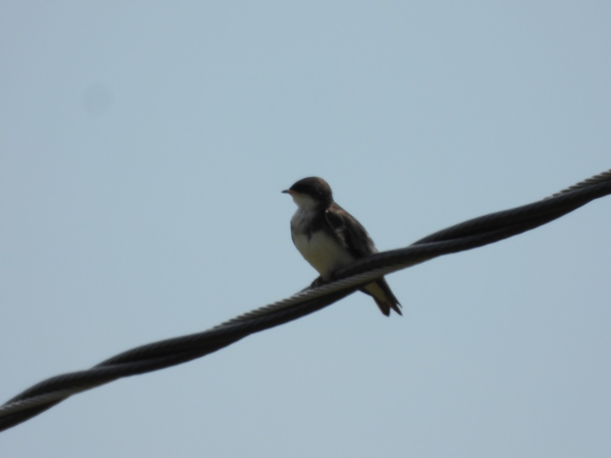 Northern Rough-winged Swallow - ML638084469