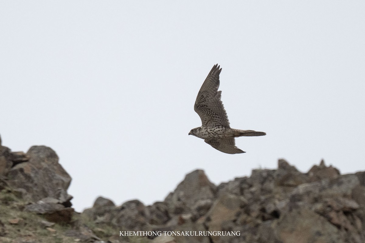 Saker Falcon - ML638084531