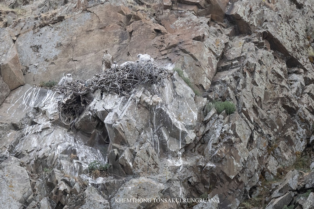 Saker Falcon - ML638084532