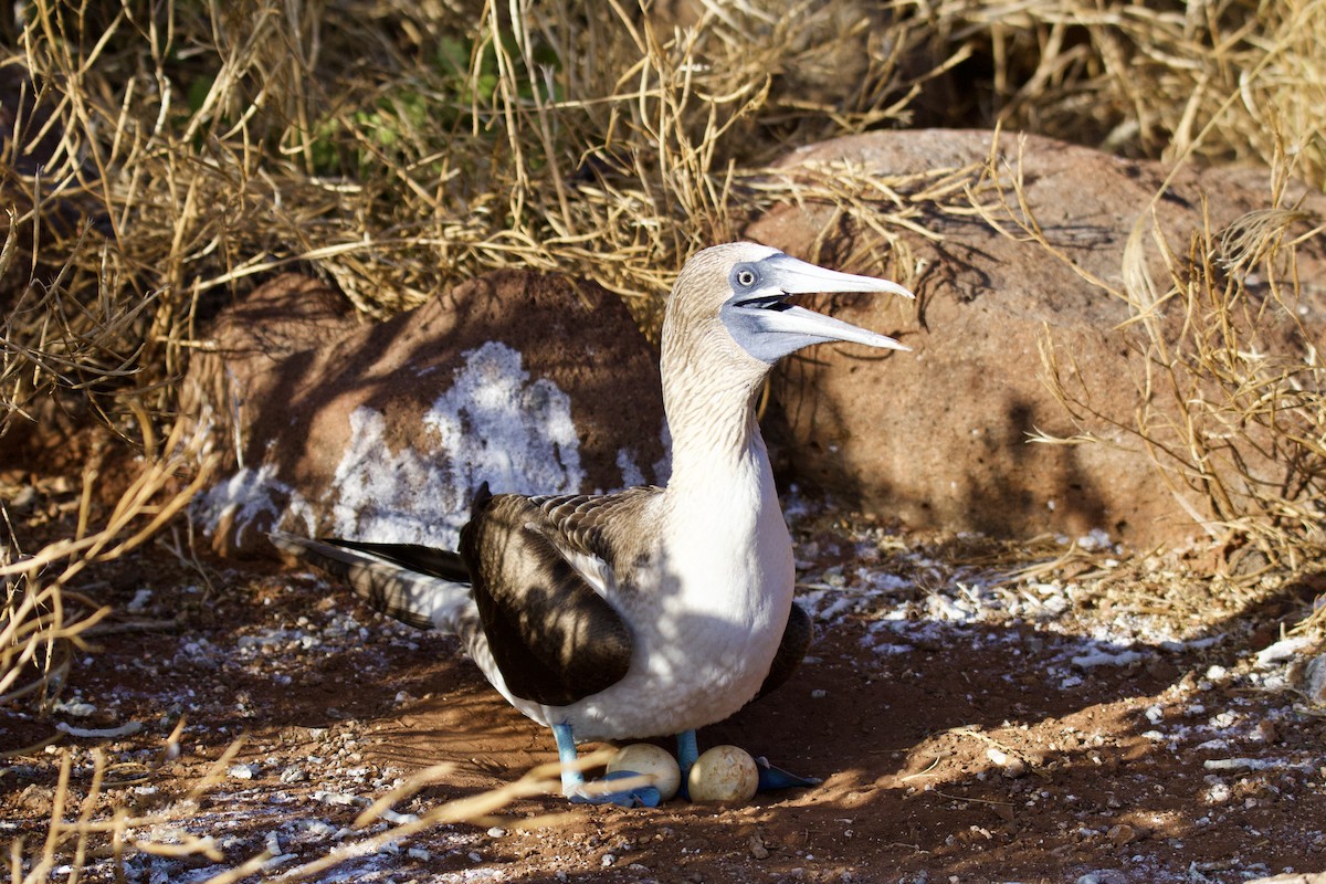 Blue-footed Booby - ML638084570