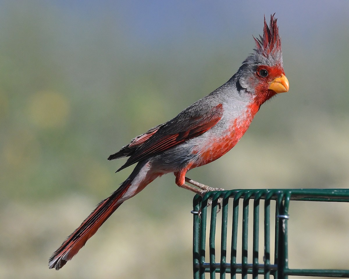 Pyrrhuloxia - ML638084614