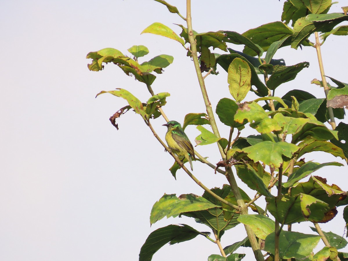 Collared Sunbird - ML638084627