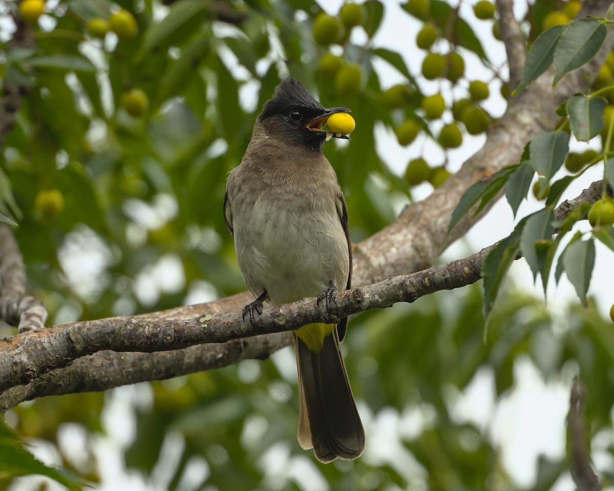 Common Bulbul - ML638084645
