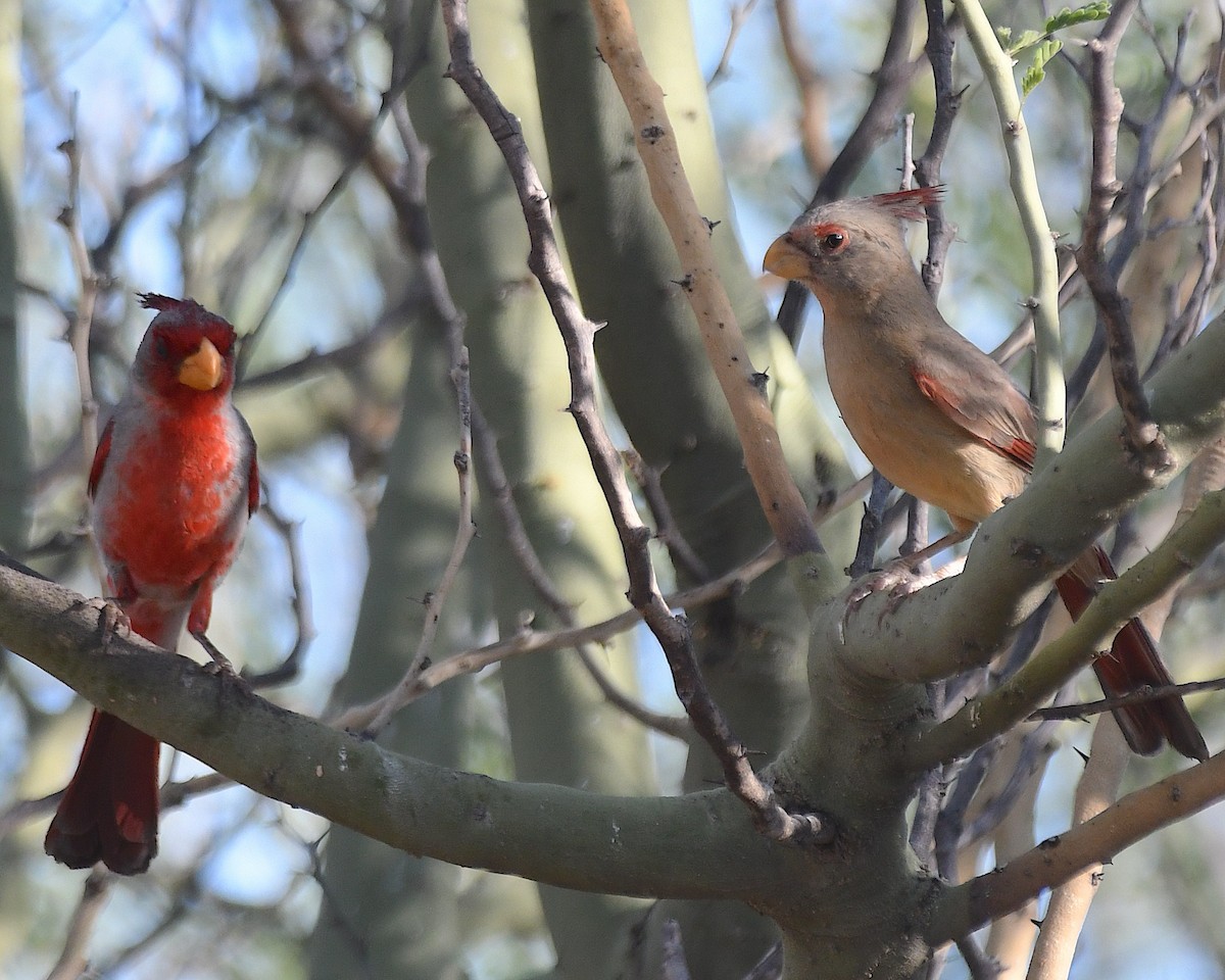 Pyrrhuloxia - ML638084646