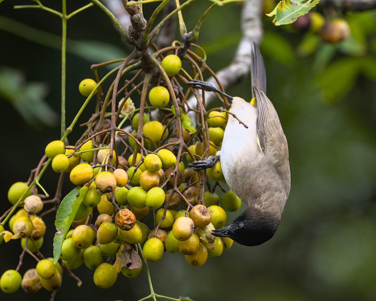 Common Bulbul - ML638084680