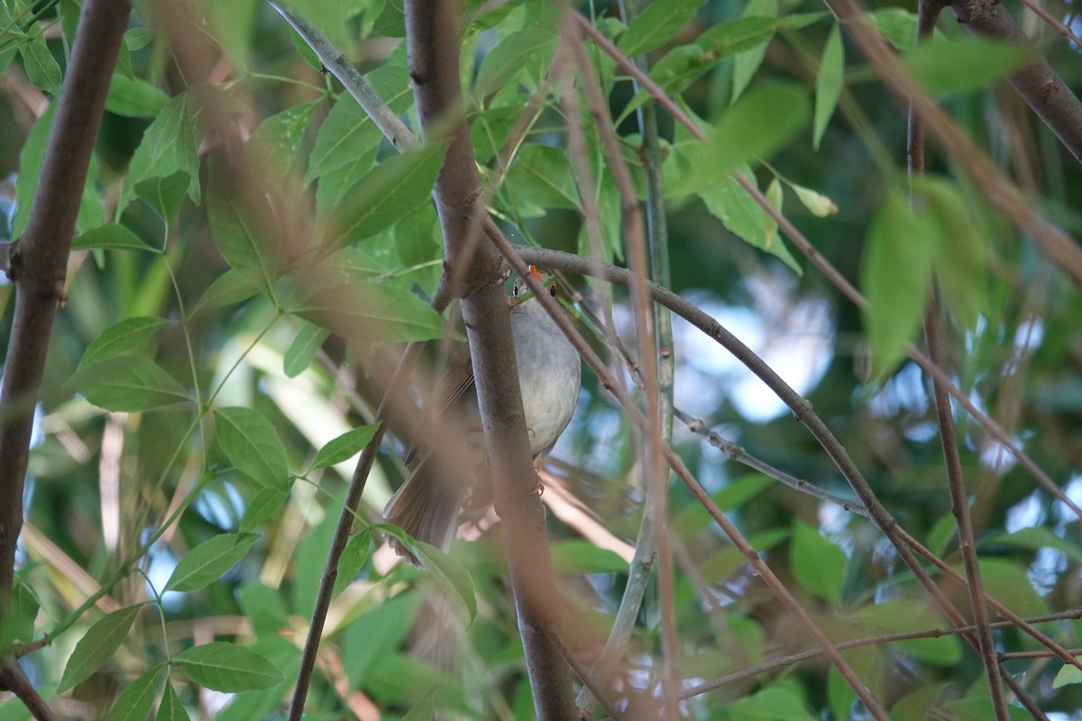 Orange-billed Nightingale-Thrush - ML638084683