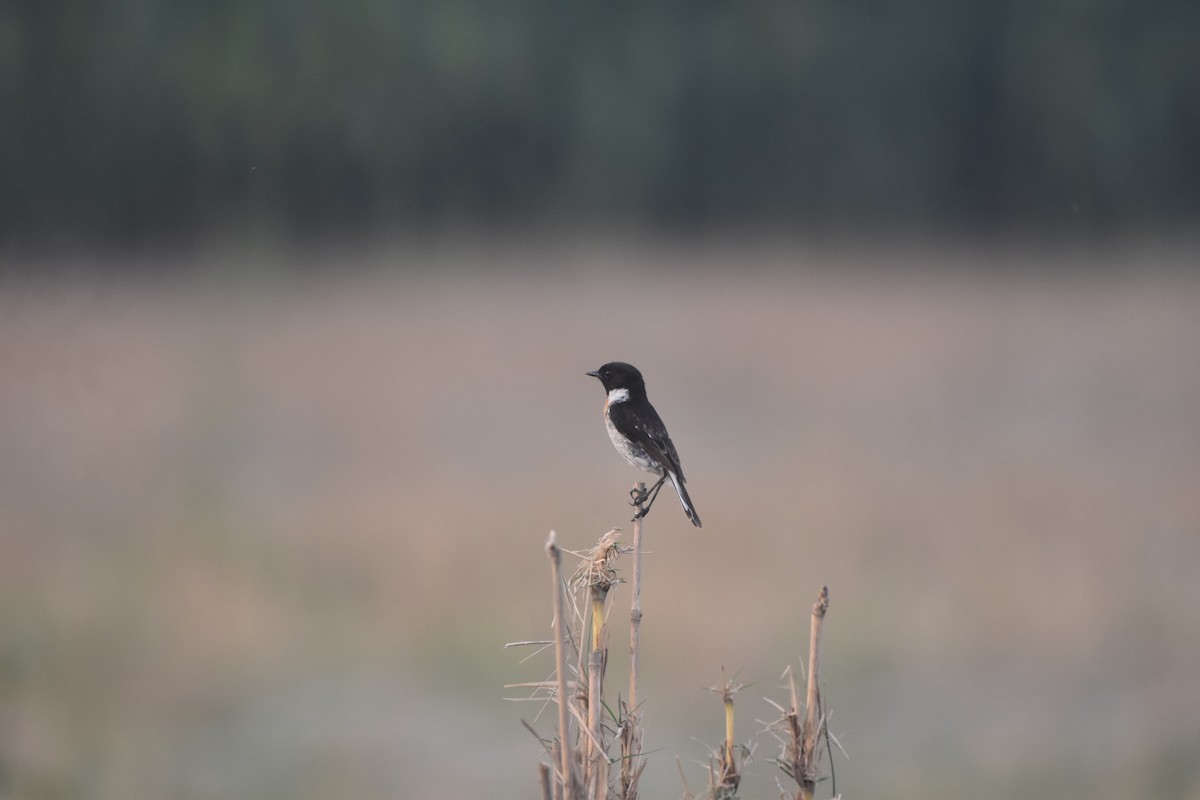 White-tailed Stonechat - ML638084718