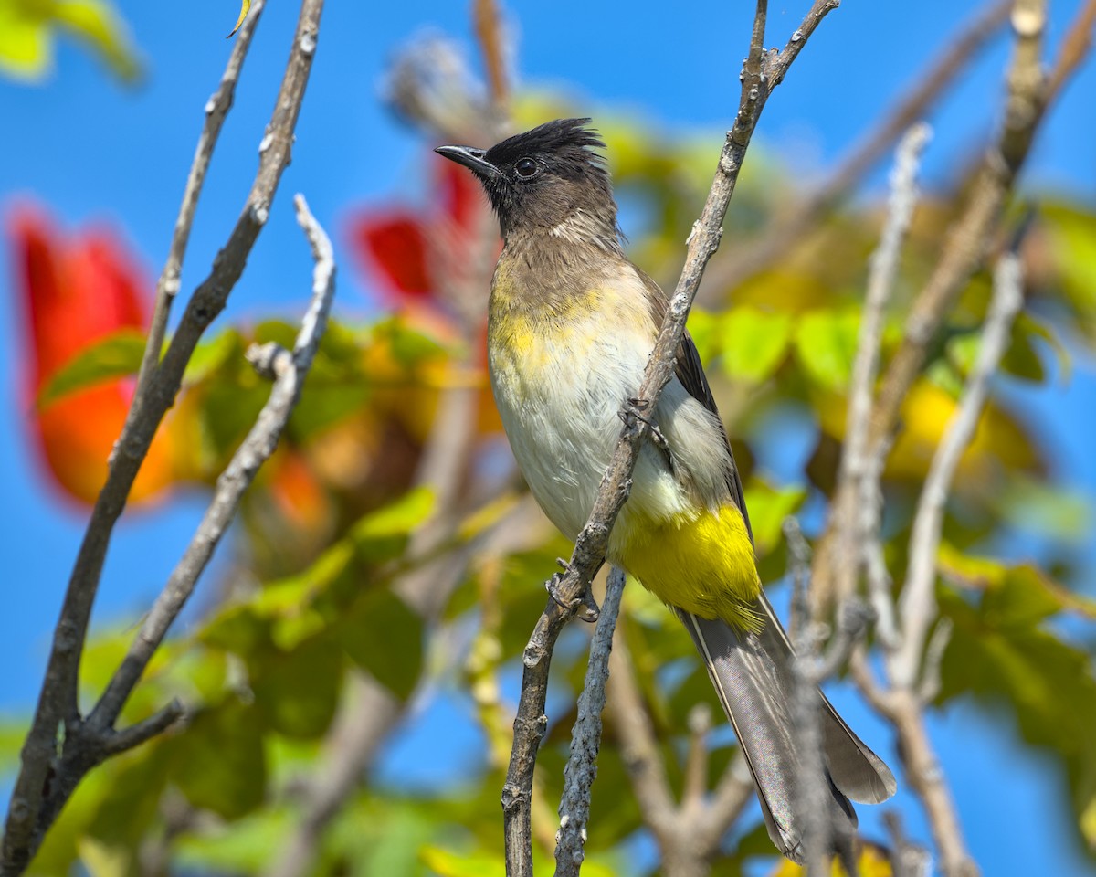 Common Bulbul - ML638084719