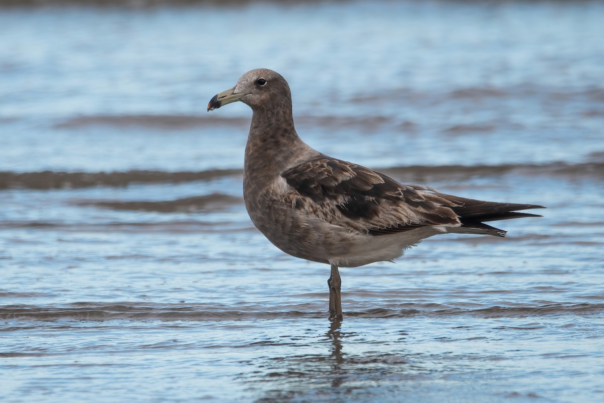 Olrog's Gull - ML638084733
