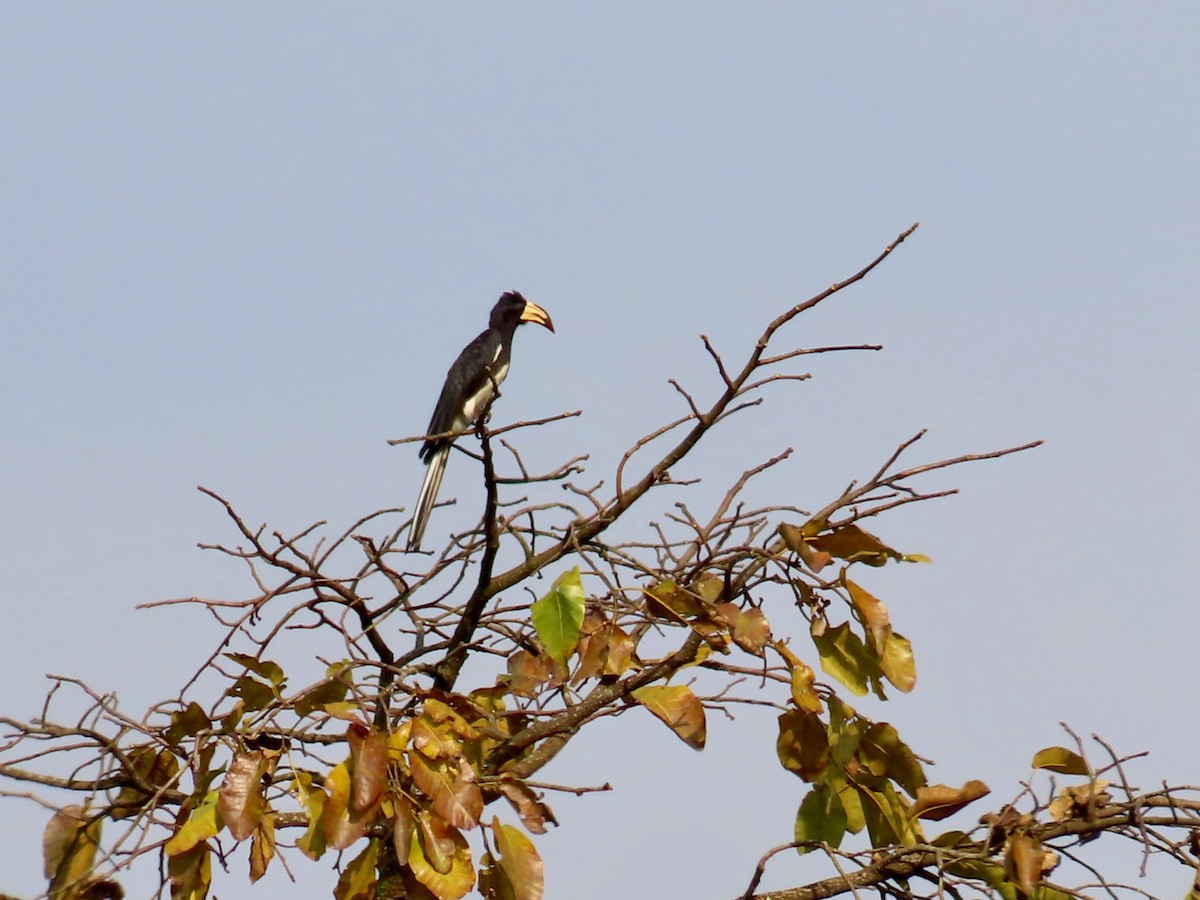 Congo Pied Hornbill - ML638084738