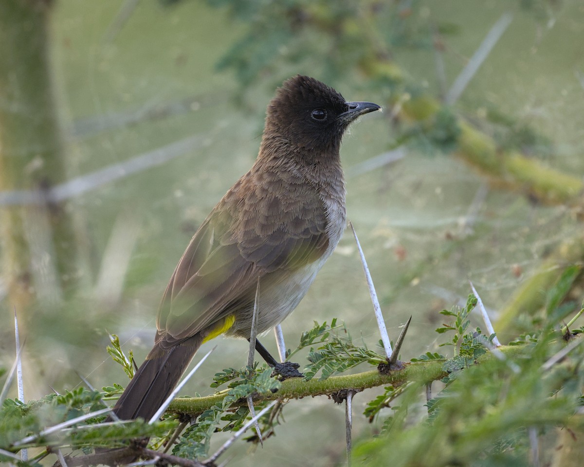 Common Bulbul - ML638084739
