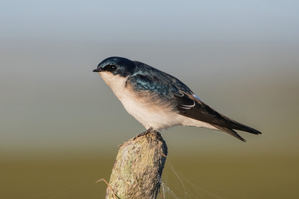 Chilean Swallow - ML638084795