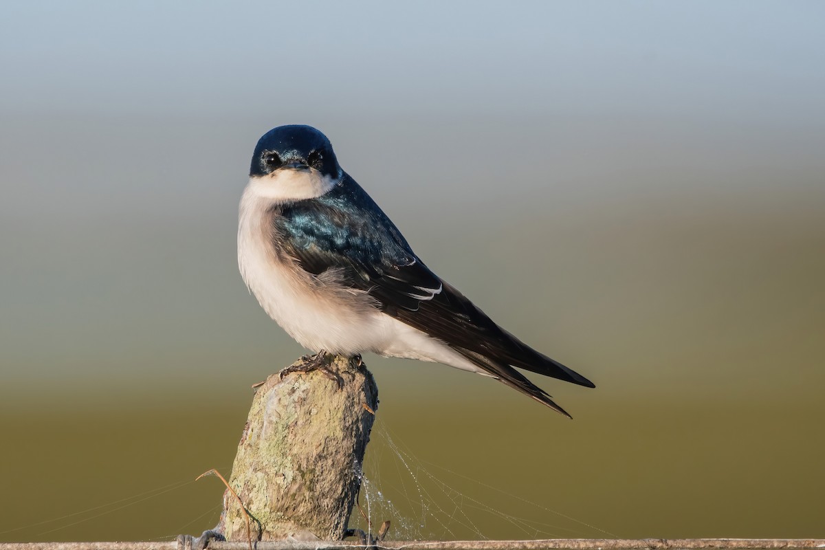 Chilean Swallow - ML638084799