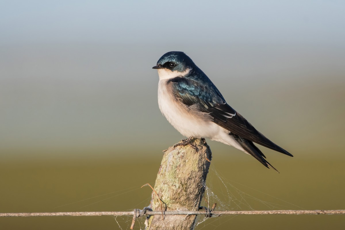 Chilean Swallow - ML638084800