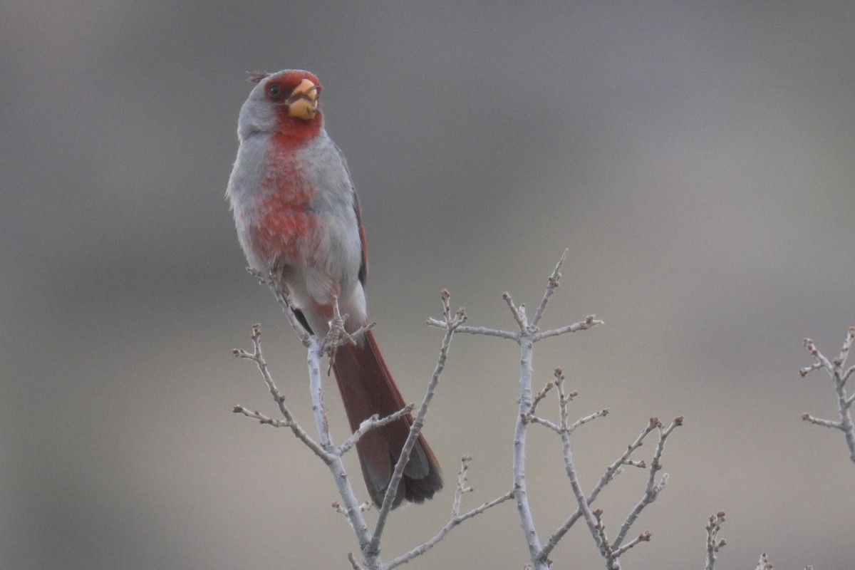 Pyrrhuloxia - ML638084807