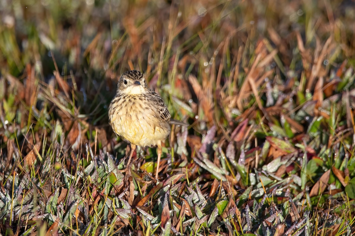 Yellowish Pipit - ML638084809