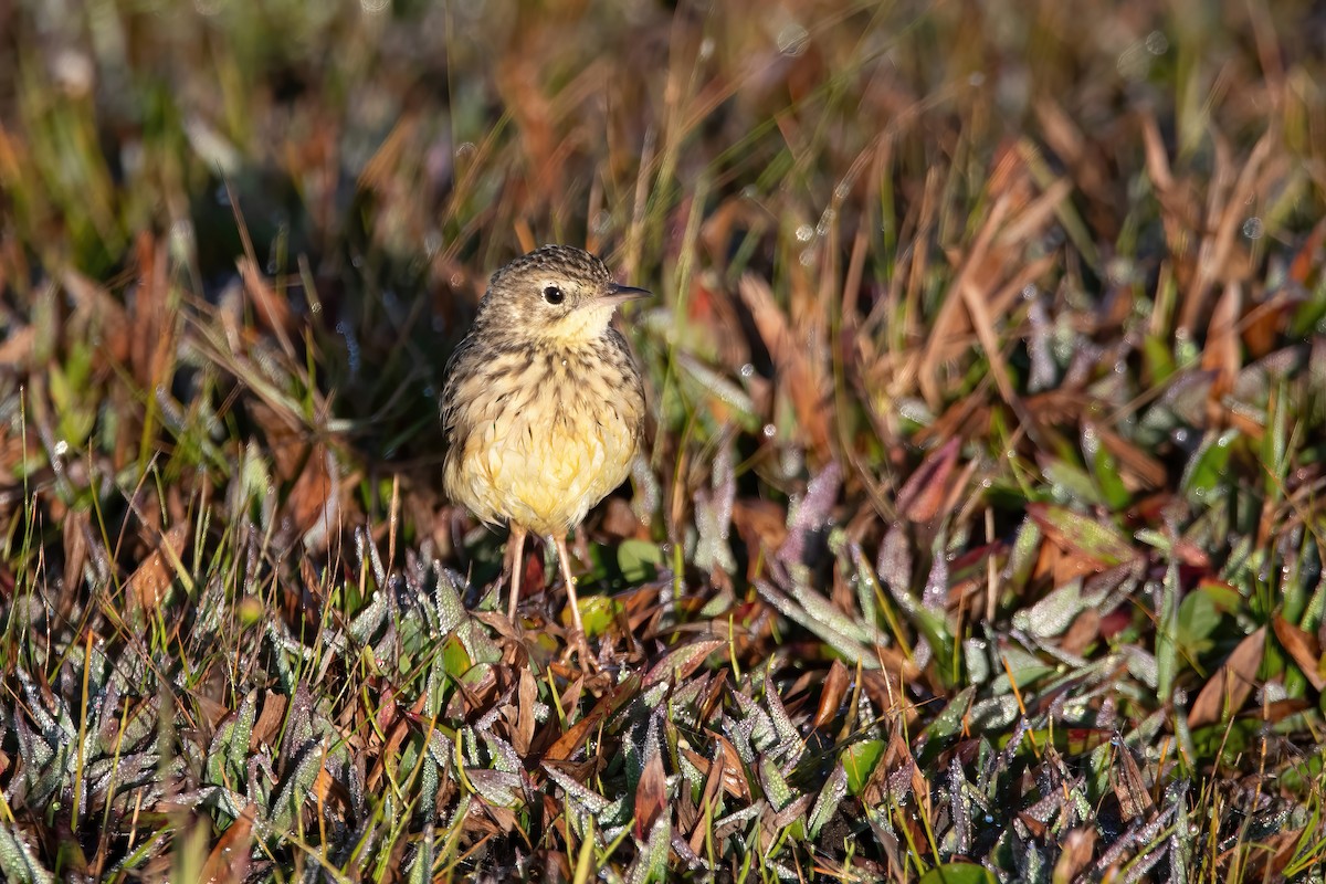 Yellowish Pipit - ML638084810