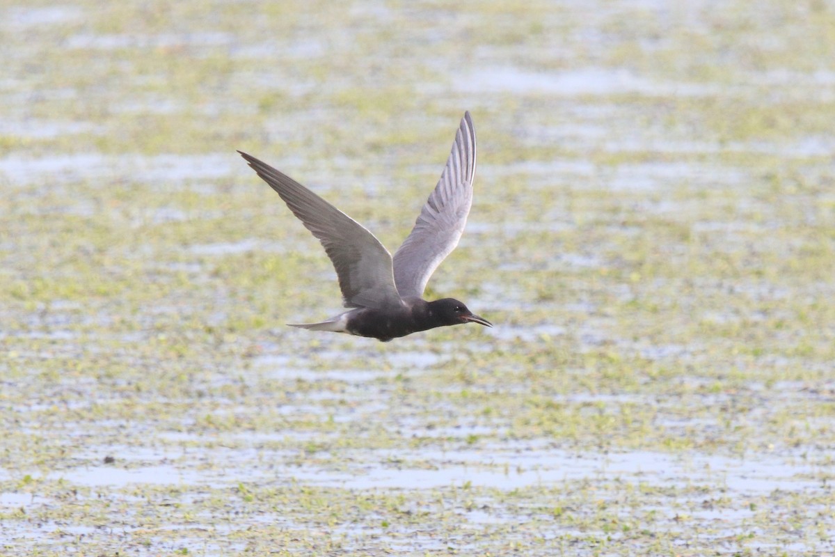 黑浮鷗 - ML638084862