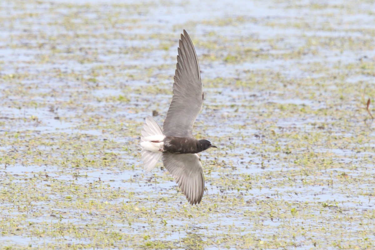 黑浮鷗 - ML638084864